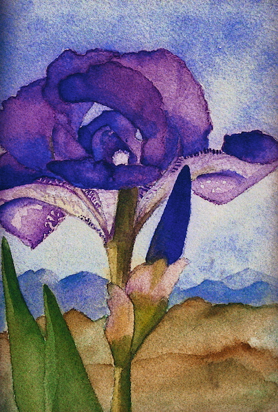 Iris in New Mexico Archival Print